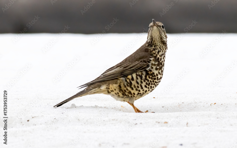 Fototapeta premium Mistle Thrush sitting on the ground