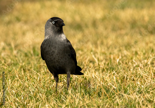 Foto Jackdaw (Corvus monedula) in a natural habitat