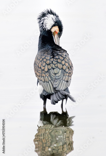 Tableau sur toile Great Cormorant (Phalacrocorax carbo) in natural habitat