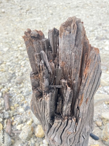 Fotografie dead tree trunk