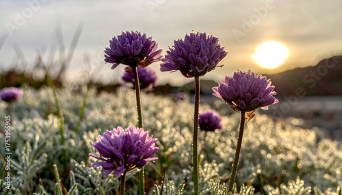 Blooming Beauty at Sunset: A captivating close-up showcases vibrant purple flowers reaching towards the sky during a tranquil sunset. Emitting a sense of peace and natural beauty.