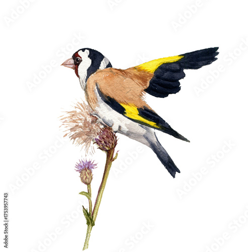 watercolor drawing European goldfinch bird at plant of creeping thistle isolated at white background, natural composition, hand draw illustration