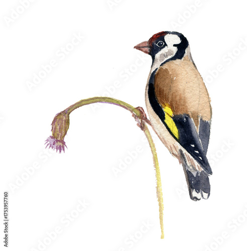 watercolor drawing European goldfinch bird at plant of creeping thistle isolated at white background, natural composition, hand draw illustration