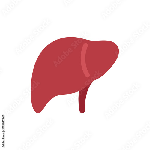 Illustration of a human liver organ view on transparent background