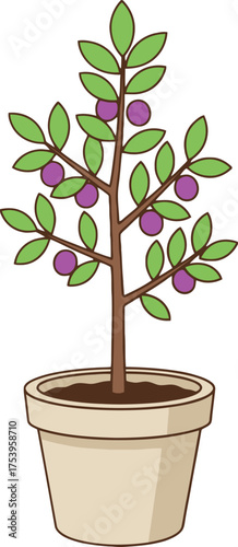 Potted plant with purple fruits and green leaves in a beige pot fruit tree indoor plant