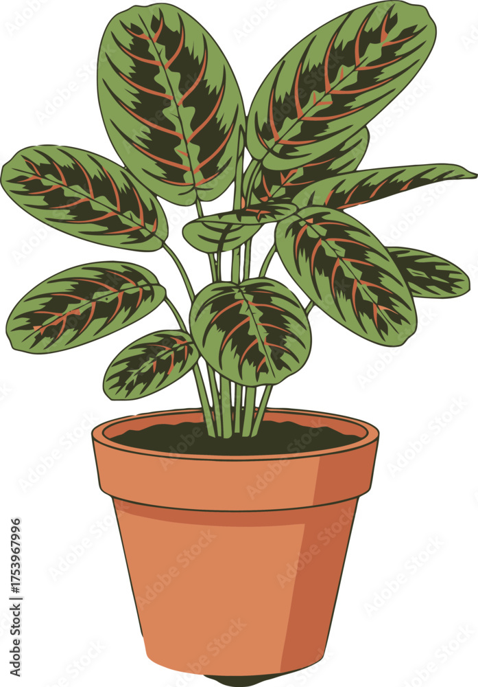 Fototapeta premium Potted Maranta Prayer Plant with Green and Red Striped Leaves in a Terracotta Pot Keywords: maranta plant, prayer plant, potted plant, indoor plant, houseplant, green leaves, red stripes, botanical