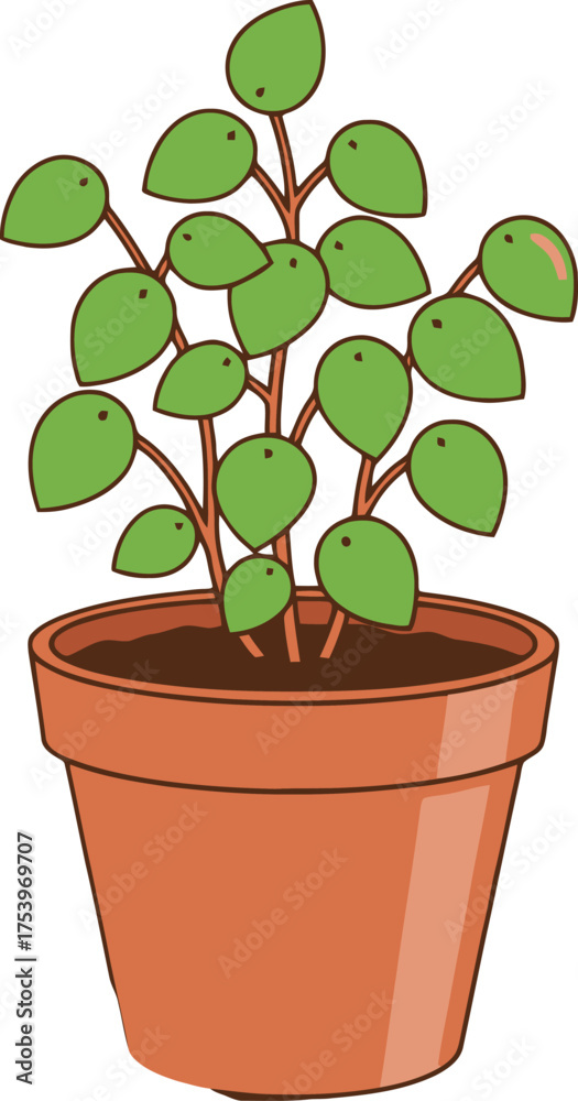 Obraz premium Green Pilea Peperomioides Plant in an Orange Terracotta Pot with White Background chinese money plant
