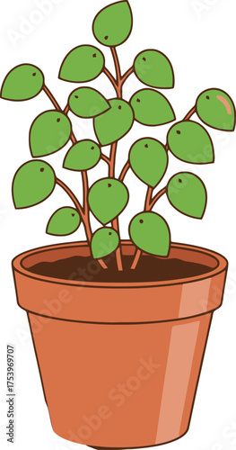 Green Pilea Peperomioides Plant in an Orange Terracotta Pot with White Background chinese money plant