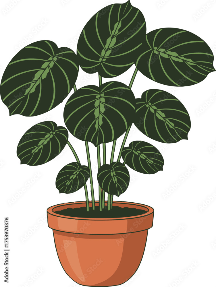 Fototapeta premium Green Calathea Plant with Dark Oval Leaves in Terracotta Pot houseplant indoor plant