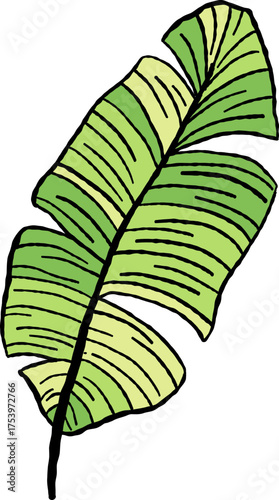 Banana Leaf