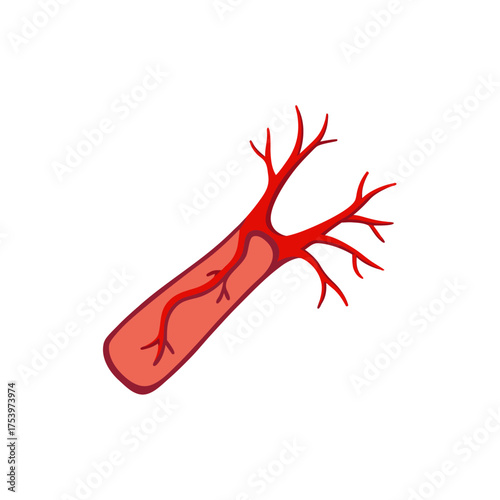 Illustration of a blood vessel and branches on transparent background