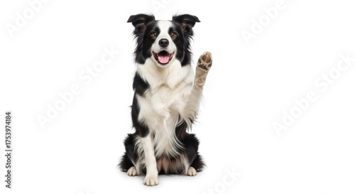 Border collie dog pet animal puppy canine happy cute playful friendly paw up isolated white background