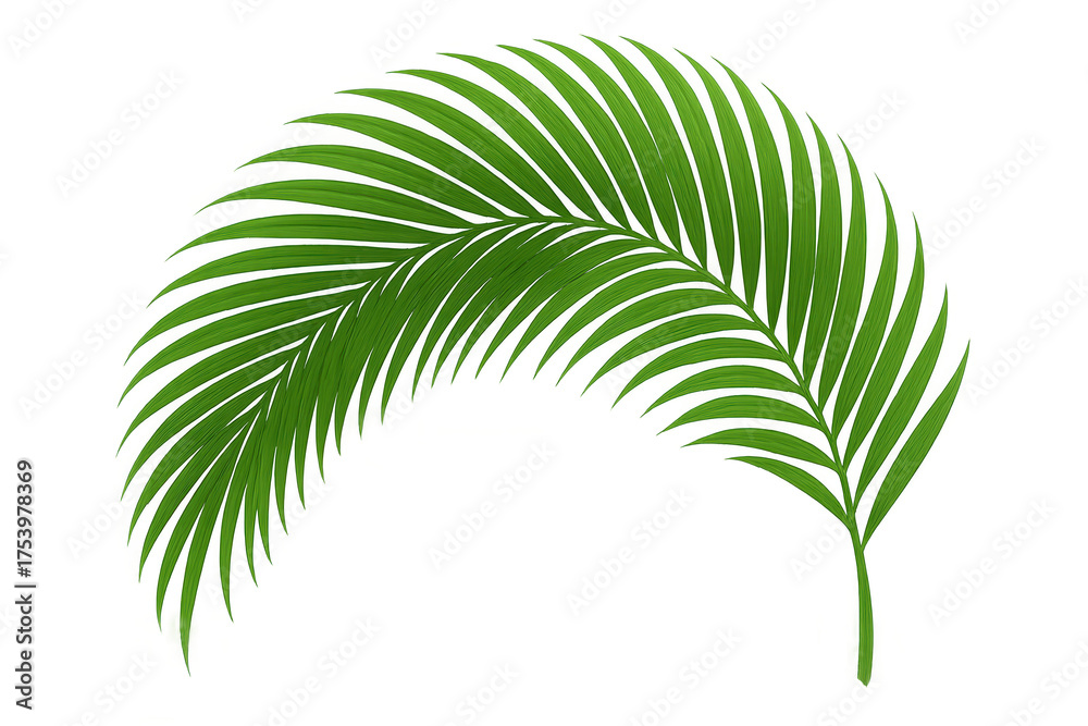 Obraz premium Green palm frond vector illustrating a tropical plant, adding natural and botanical leaf elements to any design
