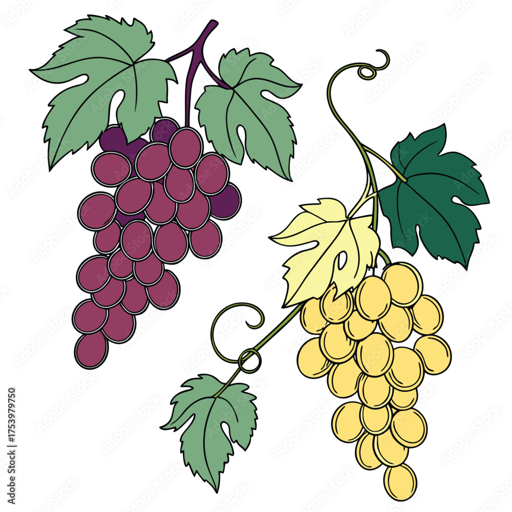 Fototapeta premium Purple and Yellow Grapes on Vine – Vector Illustration
