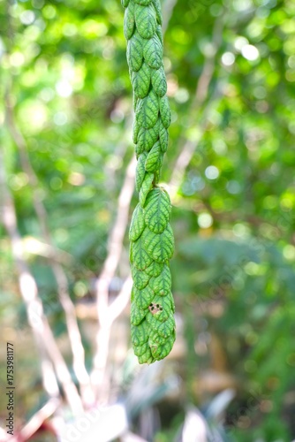 Fotografía Extreme close-up of the imbricated (overlapping) bracts of Phyllodium longipes, showing the delicate venation and soft, light-reflecting hairs
