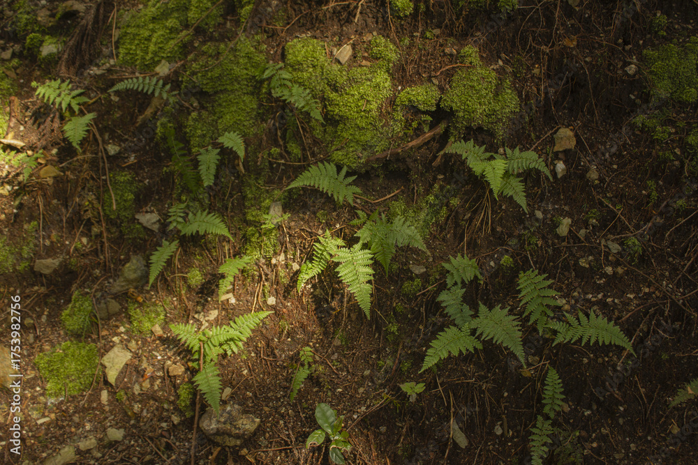 Fototapeta premium It looks like a forest with bracken and moss.
