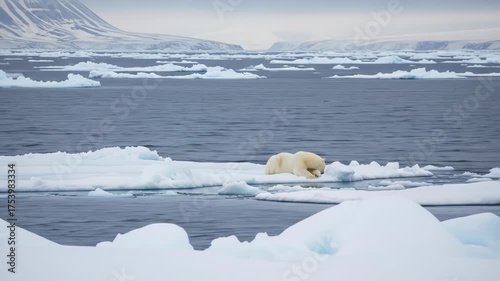 A polar bear rests on an ice floe in icy waters. Icebergs and snow-capped mountains are in the distance under an overcast sky