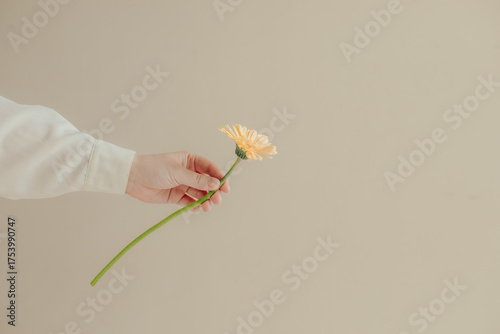 一輪のガーベラの花を渡す手