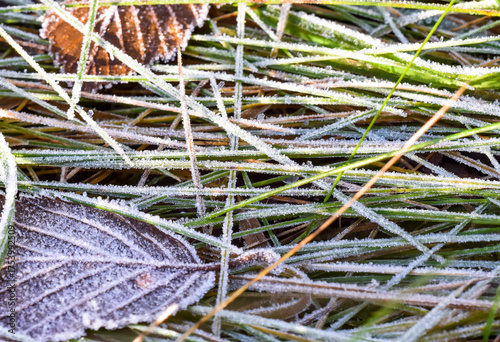 The first frost cubes on the foliage