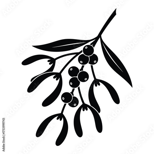 Hand drawn mistletoe branch with berries festive botanical element for winter holiday decorations and design
