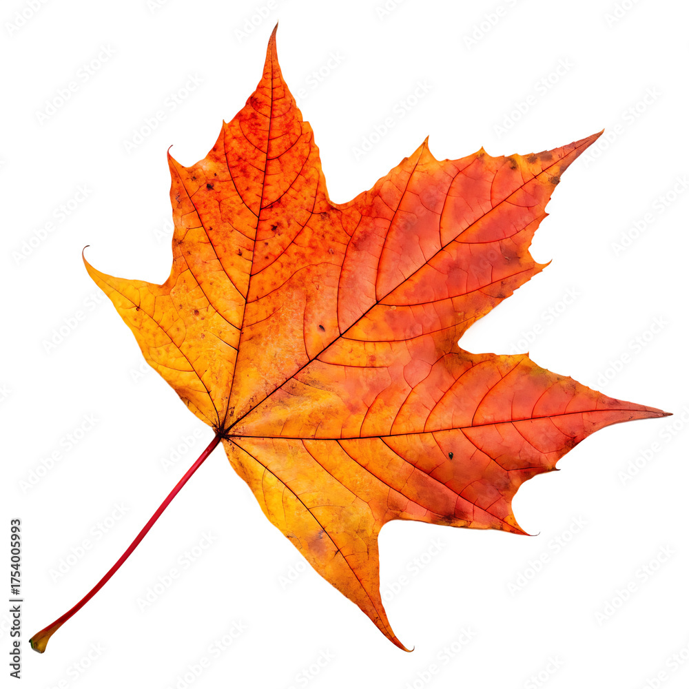 Fototapeta premium Colorful fallen autumn maple tree leaf isolated on a transparent background png