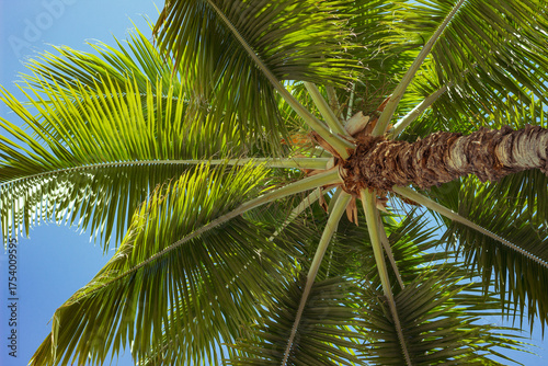 Palm tree from below with wide leaves against bright blue sky

