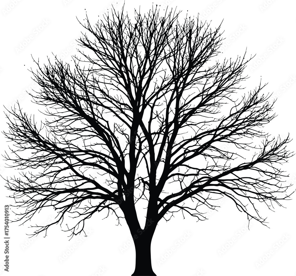 Obraz premium Detailed Black and White Bare Tree Silhouette Vector Illustration with Intricate Branches