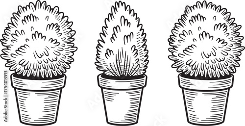 Three potted topiary plants, each with a unique shape, are arranged in a row, showcasing their intricate details and textures, the plants are neatly trimmed