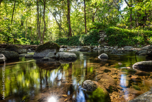 Serene Nature Scene: Tranquil Riverbank with Trees, Rocks, and Mossy Creek Bed