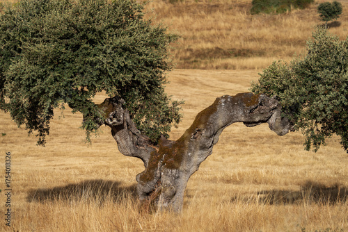 Ancient Oak Tree in Golden Field Landscape