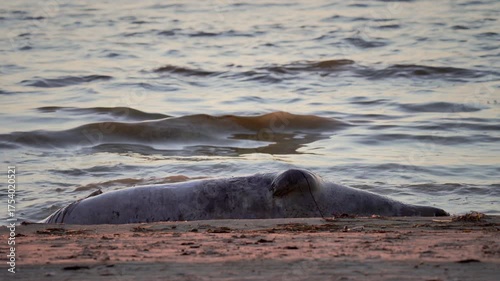 A gray seal, possibly dead in fishing nets, washed up on the seashore, in the evening light. Death of a wild animal. End of life.