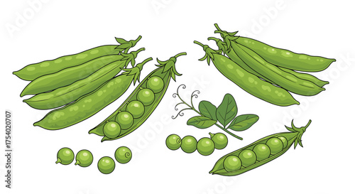 Fresh green peas in pods and shelled showing healthy garden produce.