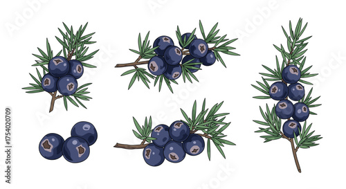 Illustration of juniper berries and branches with needles.