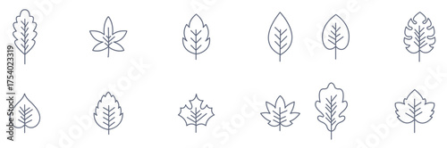 Set of leaf vector illustration