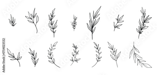 leaves linear brunches botanical set leaf decor outline