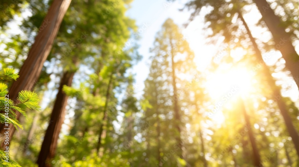 Fototapeta premium Sunlight filters through a serene forest,