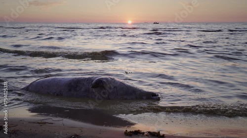 A gray seal, Halichoerus grypus, possibly dead in fishing nets, washed up on the seashore, with the setting sun and a fisherman's boat in the background. Death of a wild animal. End of life.
