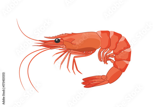 Illustration of a Cooked Shrimp with Detailed Anatomy and Vibrant Color.