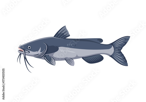 Illustration of a Blue Catfish with Distinctive Barbels.