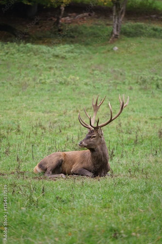 Naklejka premium Hirsch, Reh und Natur 