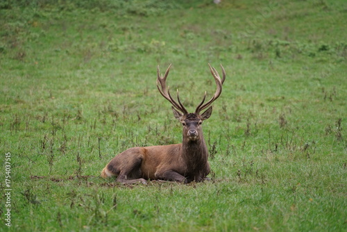 Hirsch, Reh und Natur 