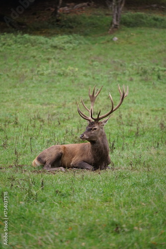 Hirsch, Reh und Natur 