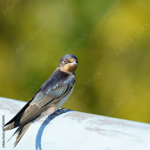 A barn swallow (Hirundo rustica) rests on a surface, its sleek body and long wings highlighted against a soft, blurred green background in natural light.