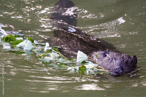 A beaver (Castor canadensis) swims through water carrying a leafy branch, with its tail visible above the surface. The branch likely belongs to a poplar tree (Populus).