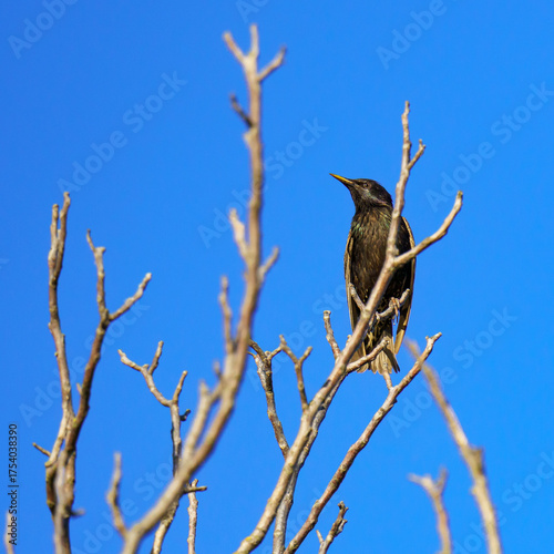 A European starling (Sturnus vulgaris) perches on a bare tree branch against a clear blue sky, suggesting a winter or early spring setting.