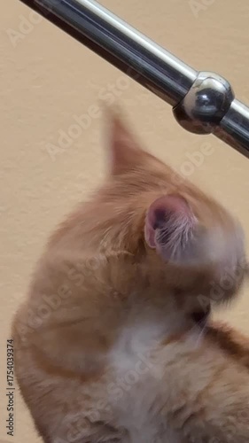 Orange cat licking and cleaning itself 