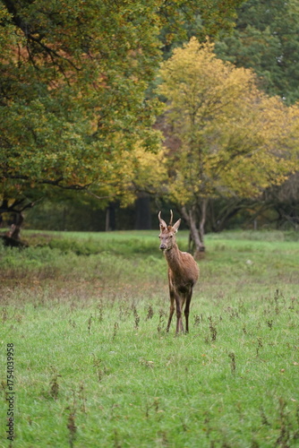 Hirsch, Reh und Natur 