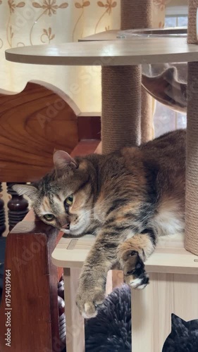 Fat Tabby cat napping .