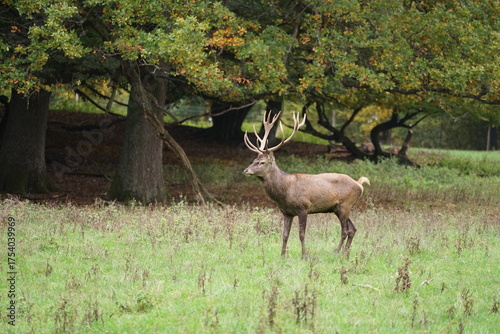 Hirsch, Reh und Natur 