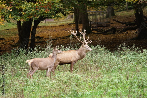 Hirsch, Reh und Natur 